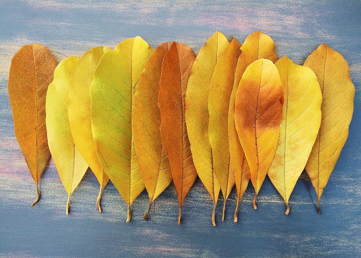 fall, autumn, leaf, yellow, nature, season, october, november, leaves